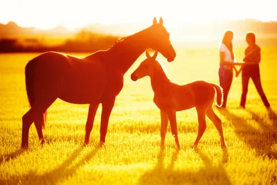 Illustration sprang - Image 1