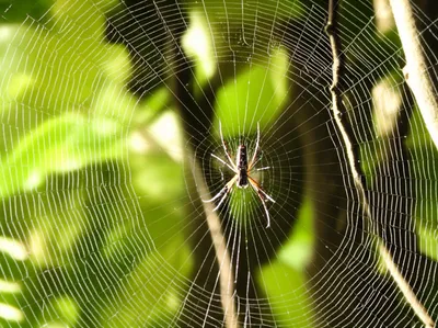 Illustration webbing - Image 1