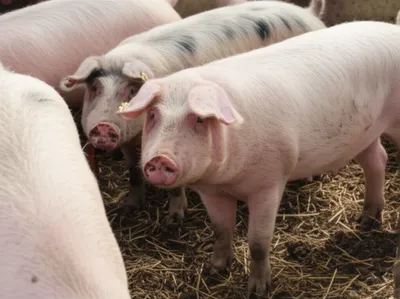 Illustration swines - Image 1