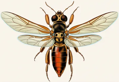 Illustration forewing - Image 1