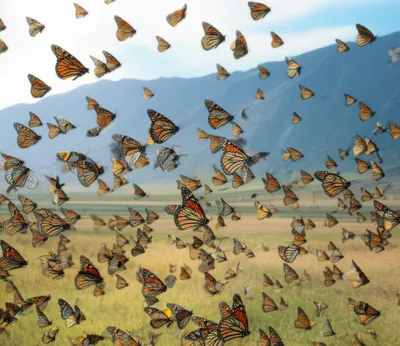 Illustration migrates - Image 1