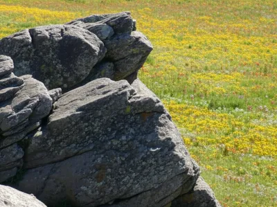 Illustration crop - Image 1