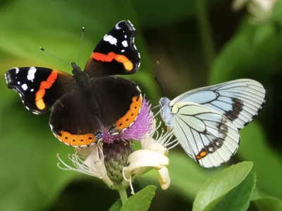 Illustration admiral - Image 1