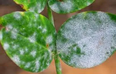 Illustration mildew - Image 2