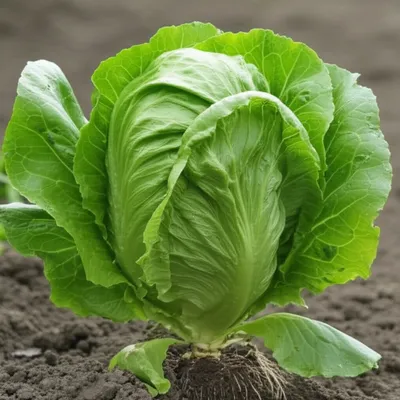 Illustration lettuces