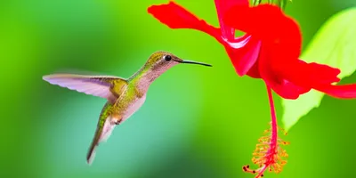 Illustration hummer - Image 1