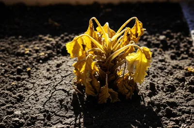 Illustration burned - Image 1