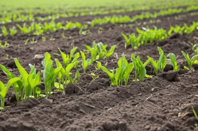 Illustration rakes - Image 1