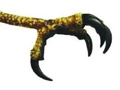 Illustration talon - Image 2