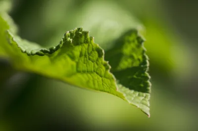 Illustration abaxial