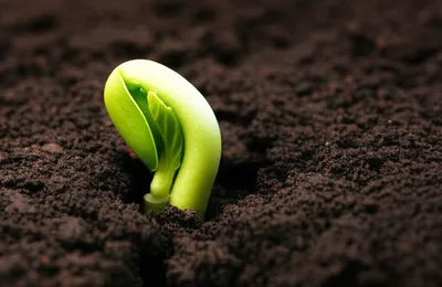 Illustration peeped - Image 1