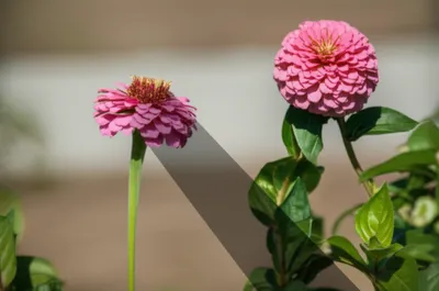 Illustration softens - Image 1