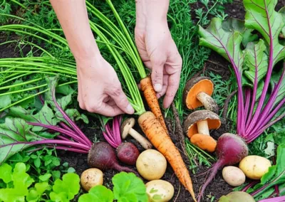 Illustration foraged - Image 1