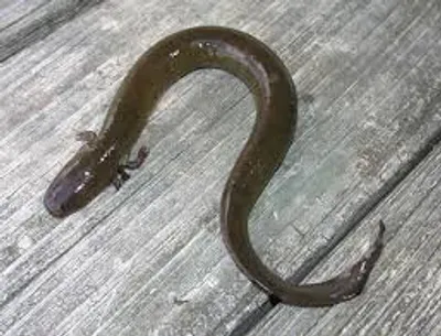 Illustration siren - Image 2