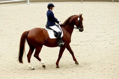 Illustration equestrians