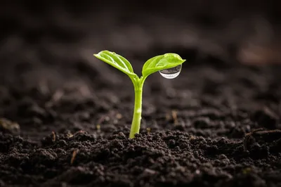 Illustration freshly