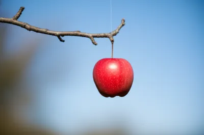 Hình ảnh minh họa suspends - Ảnh 1