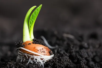 Illustration origination