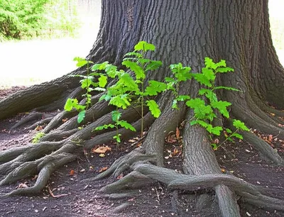 Illustration founded - Image 1