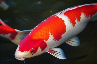 Illustration scaled - Image 1