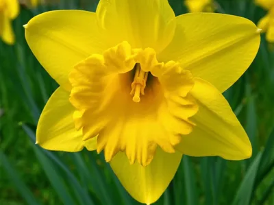 Illustration narcissus