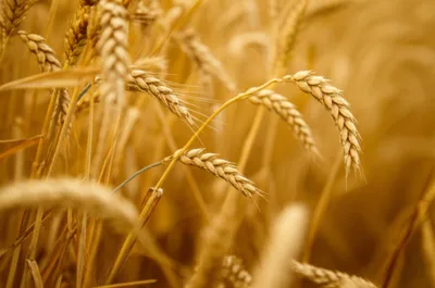 Illustration blonde - Image 1