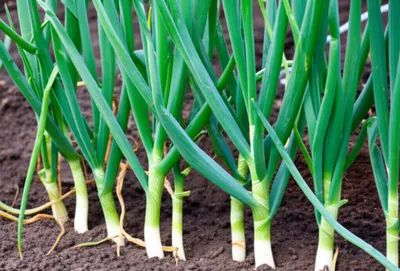 Illustration scallions - Image 1