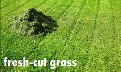 Illustration fresh - Image 3