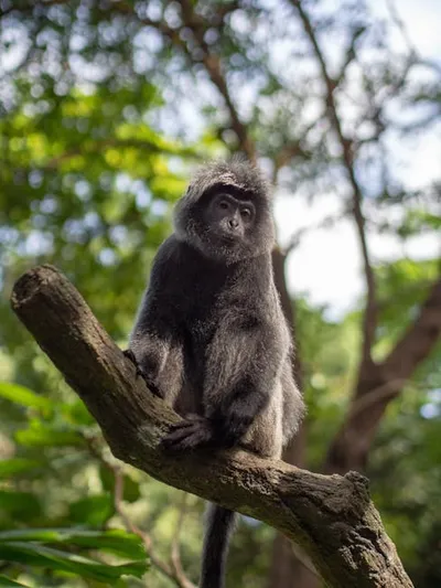 Illustration langur - Image 2