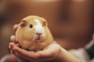 Illustration piggies - Image 1