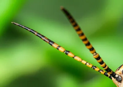 Illustration feeler - Image 1