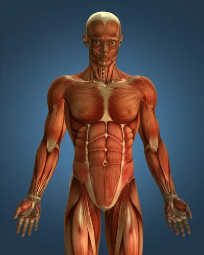 Illustration dissect - Image 1