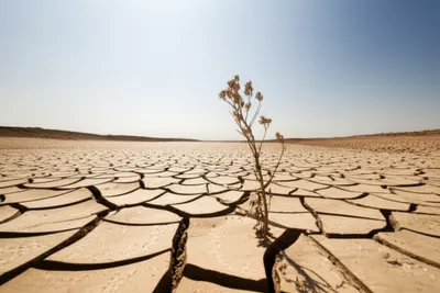 Illustration dries - Image 1