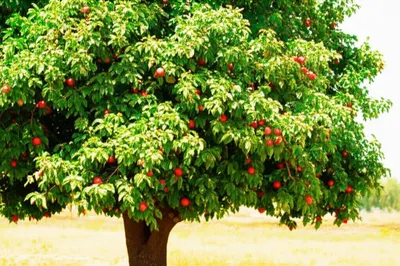 Illustration flourishing - Image 1