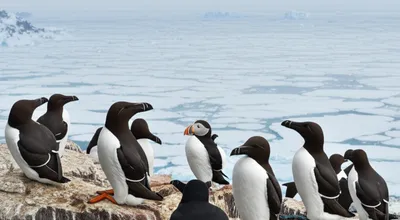 Illustration auk - Image 1