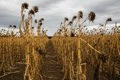 Illustration blighted - Image 1