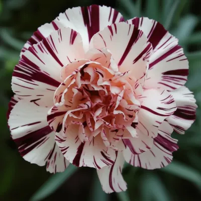 Illustration flake - Image 1