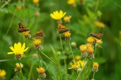 Illustration flat - Image 1