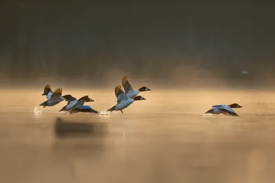 Illustration whistlers - Image 1