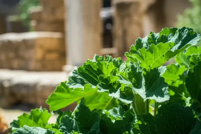 Illustration acanthus - Image 2