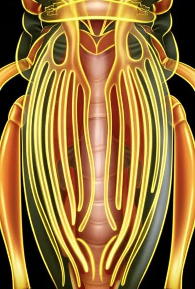 Illustration tracheae - Image 1