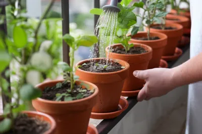 Hình ảnh minh họa pursuit - Ảnh 1