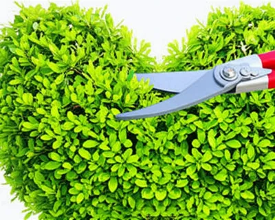 Illustration trimming - Image 1