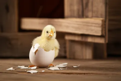 Illustration hatched - Image 1