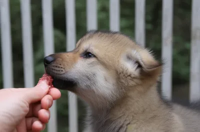 Illustration taming - Image 1