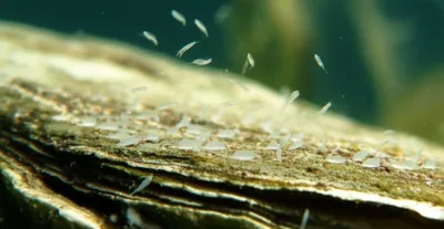 Illustration spat - Image 1