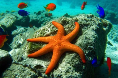 Illustration seastars