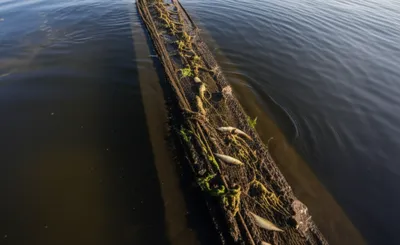 Illustration dragnet