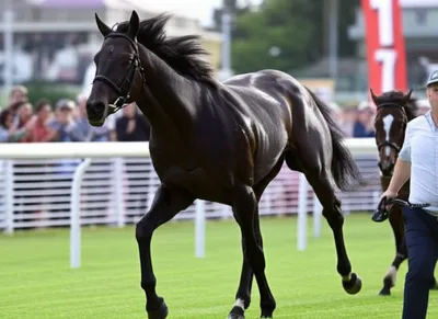 Illustration ringer - Image 1