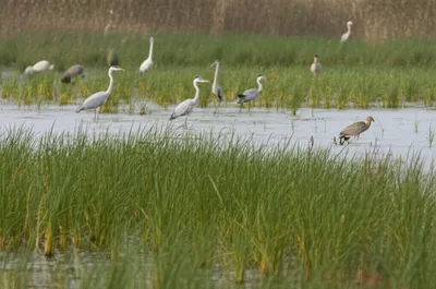 Illustration sedge - Image 1